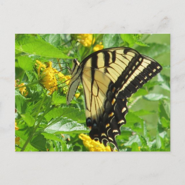 Eastern Tiger Swallowtail Postcard (Front)
