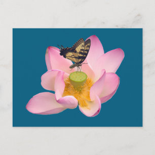  Eastern Tiger Swallowtail  Postcard
