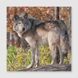 Eastern Timber Wolf 