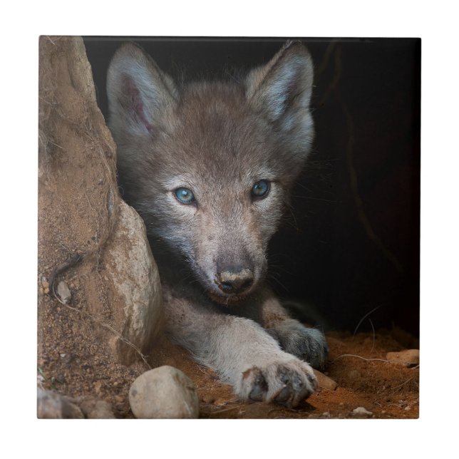 Eastern Timber Wolf Ceramic Tile (Front)