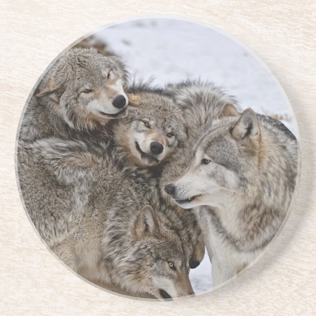 Eastern Timber Wolf  Coaster (Front)