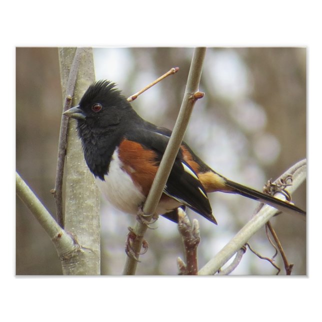 Eastern Towhee Photo Print (Front)