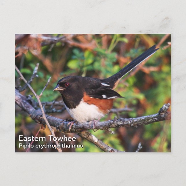Eastern Towhee Postcard (Front)