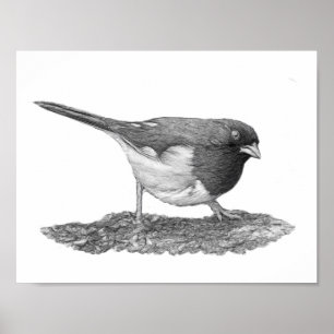 Eastern Towhee Poster