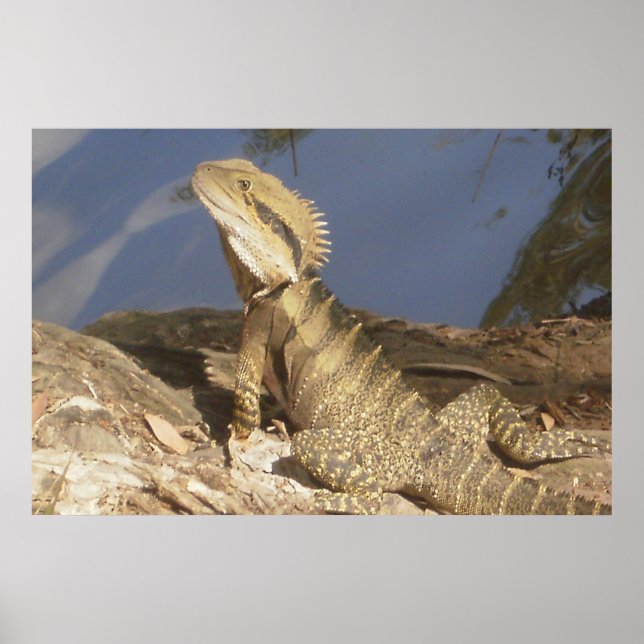 Eastern Water Dragon Poster (Front)