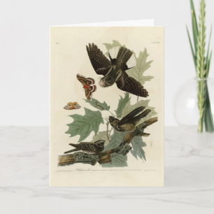 Eastern Whip-poor-will, Audubon's Birds of America Card