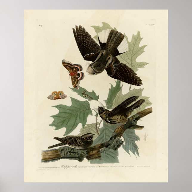 Eastern Whip-poor-will, Audubon's Birds of America Poster (Front)