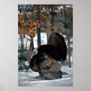 Eastern wild turkey, big gobbler strutting in snow poster