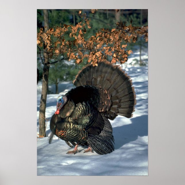Eastern wild turkey, huge gobbler in full strut poster (Front)