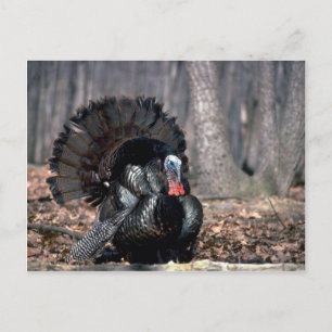 Eastern wild turkey strutting in woods postcard