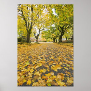 Eastmoreland Neighbourhood In Autumn Poster