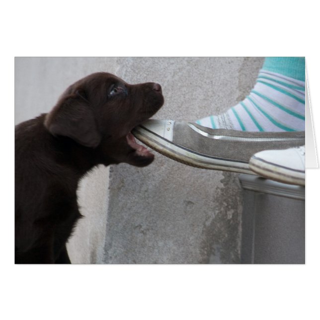 Eat My Shoe! Labrador Puppy (Front Horizontal)