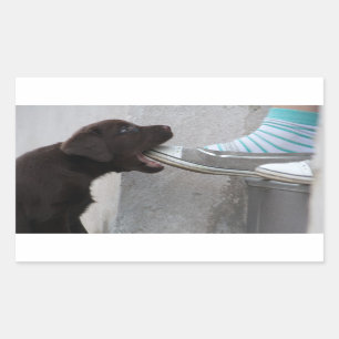 Eat My Shoe! Labrador Puppy Rectangular Sticker