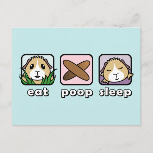 Eat Poop Sleep Guinea Pig Postcard