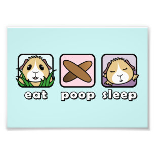 Eat Poop Sleep Guinea Pig Print (Frames Available)