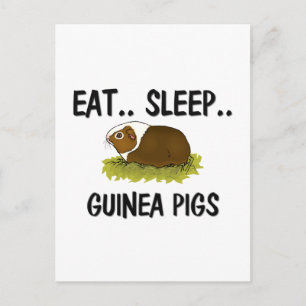 Eat Sleep GUINEA PIGS Postcard