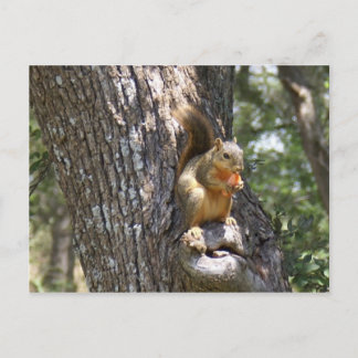 Eat Your Carrots Postcard