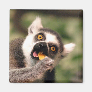 eating magnet