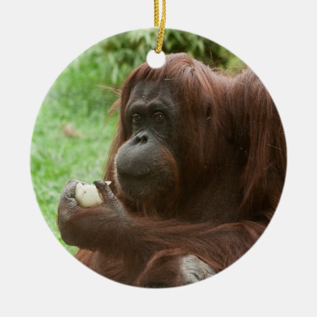 Eating Orangutan Ceramic Ornament (Front)