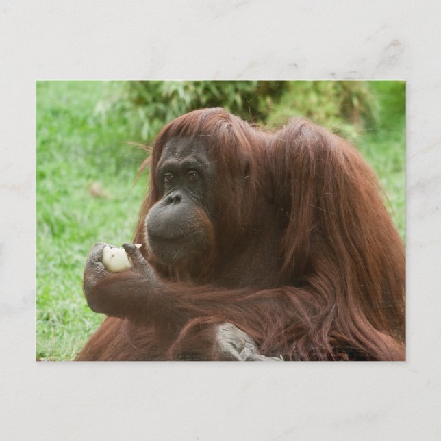 Eating Orangutan Postcard (Front)