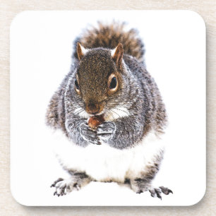 Eating Squirrel Coaster