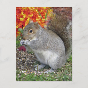 Eating Squirrel Postcard