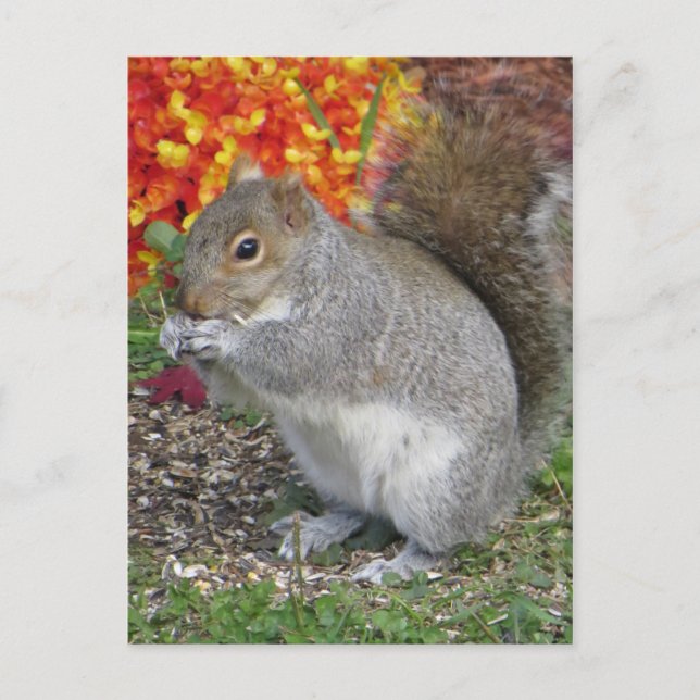 Eating Squirrel Postcard (Front)
