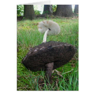 Ebony and Ivory Fungi