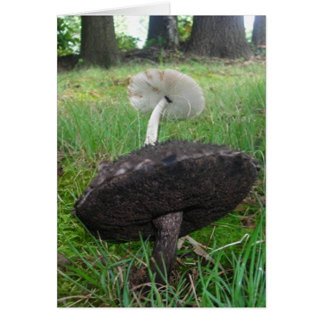 Ebony and Ivory Fungi (Front)