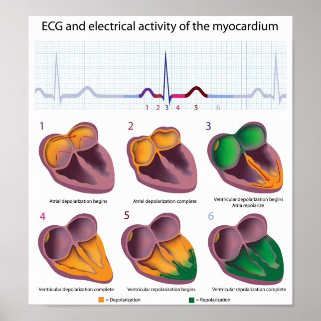 ECG heart electrical activity Poster (Front)
