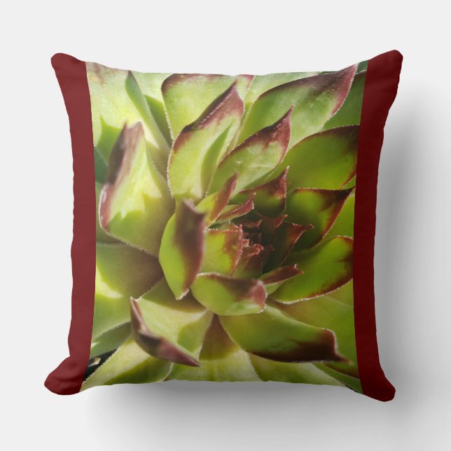 Echeveria Agavoides Pillow (Front)
