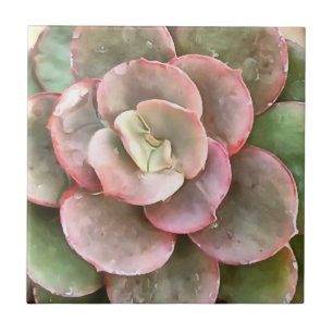 Echeveria Cactus Succulent Acrylic Painting Ceramic Tile