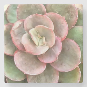 Echeveria Cactus Succulent Acrylic Painting Stone Coaster