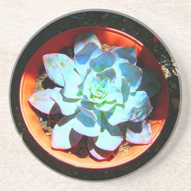 Echeveria Desert Plant Succulent Coaster (Front)