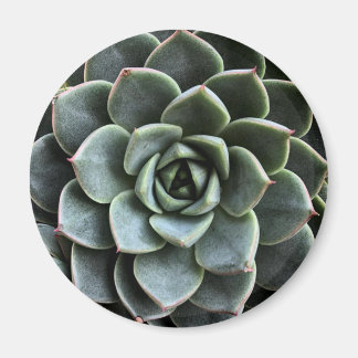 Echeveria Fabiola Magnet