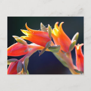 Echeveria hen and chicks flowers postcard