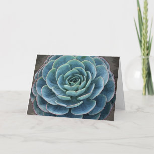 Echeveria imbricata notecard