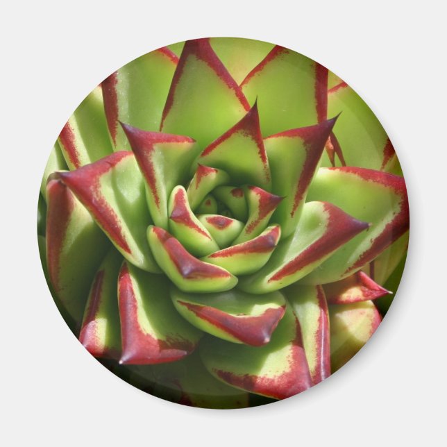 Echeveria magnet (Front)