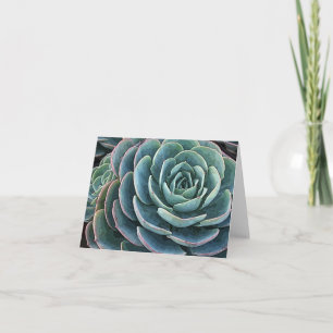 Echeveria notecard