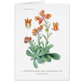 Echeveria retusa