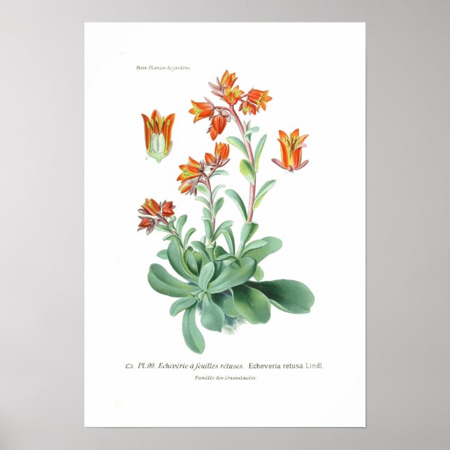 Echeveria retusa poster (Front)