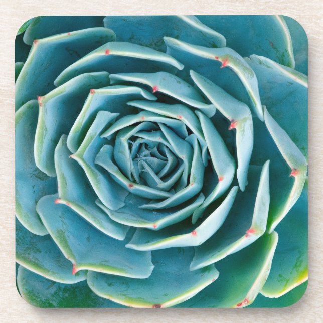 Echeveria Rosette, Secret Garden of Marrakech Coaster (Front)