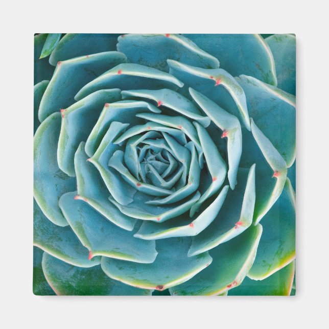 Echeveria Rosette, Secret Garden of Marrakech Magnet (Front)
