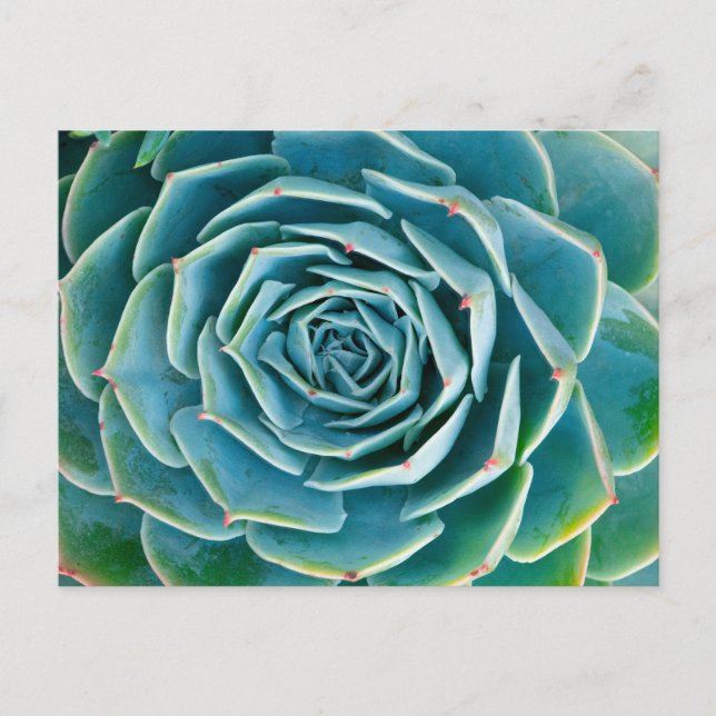 Echeveria Rosette, Secret Garden of Marrakech Postcard (Front)