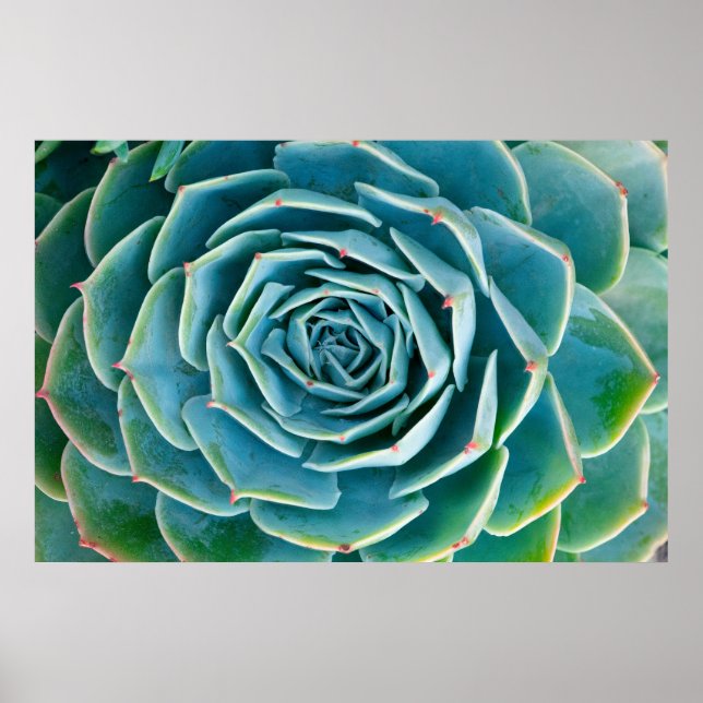 Echeveria Rosette, Secret Garden of Marrakech Poster (Front)