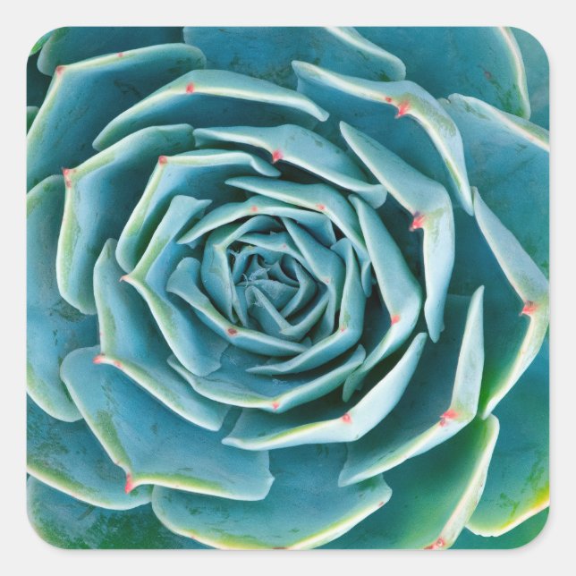 Echeveria Rosette, Secret Garden of Marrakech Square Sticker (Front)
