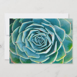 Echeveria Rosette, Secret Garden of Marrakech Thank You Card