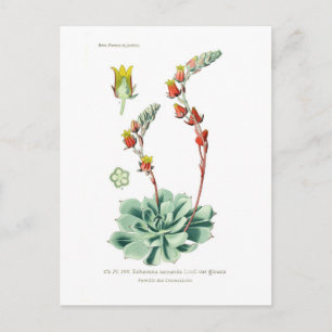 Echeveria secunda postcard