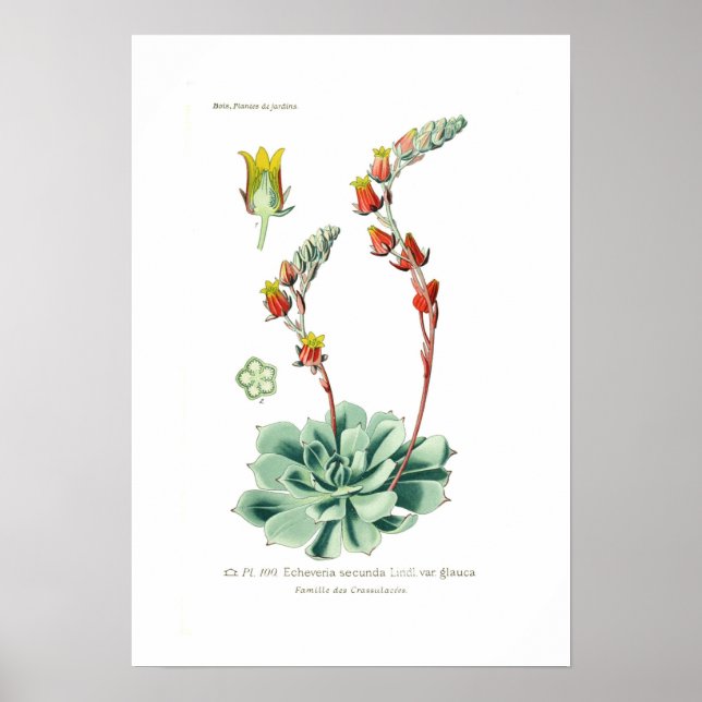 Echeveria secunda poster (Front)