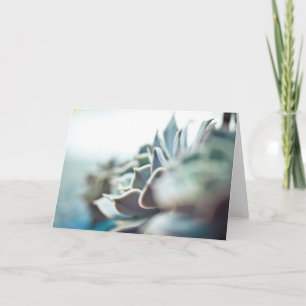 Echeveria succulent card